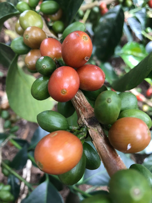 Colombia La Divisa Geisha EF2 Natural