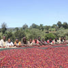 Ethiopia Coffee Farmers