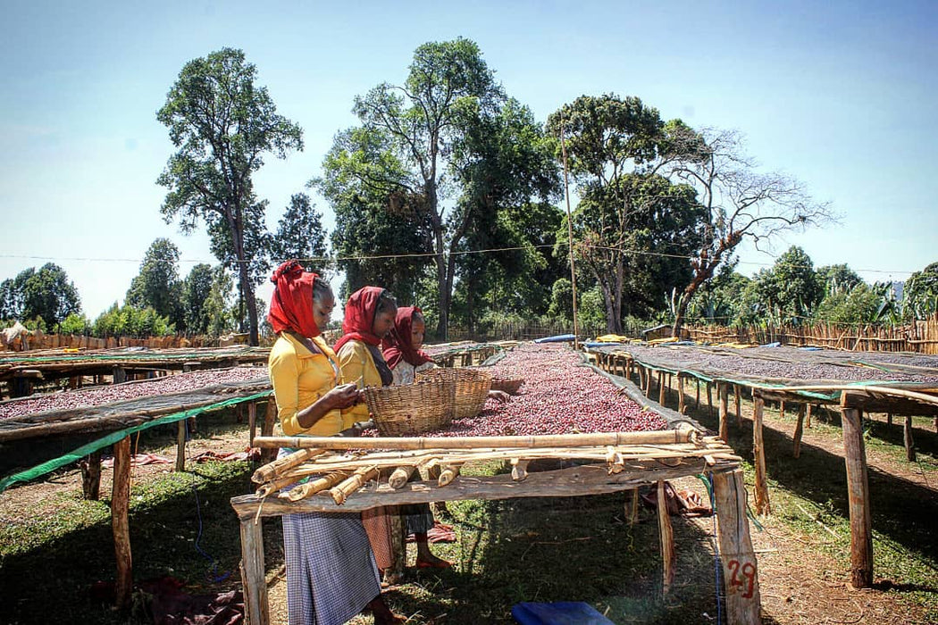 Ethiopia Natural processing